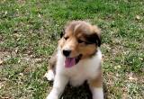 Lassie style Scottish Collie Puppy