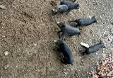 pig family
