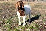 registered boer doeling