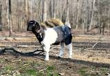 registered boer doeling