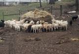 katahdin sheep