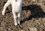 Katahdin Bottle Lambs