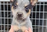 blue heeler puppies