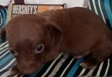 Chiweenie male puppy