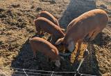Red Waddle Boars and Sows