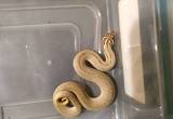 Super Conda Hognose