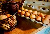 Farm Fresh Golden Yolk Eggs For Sale!