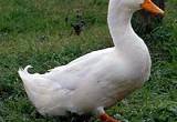 Giant Pekin Ducks