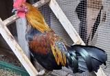 Banty roosters for sale