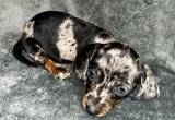 Miniature dachsund pups