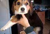 Part beagle puppies
