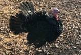 Blue & Black Slate Turkeys Poults