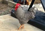 Barred Rock Rooster, non edible