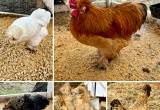 Silkie/ Cochin Crosses