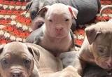 6 week old Bully XL puppies