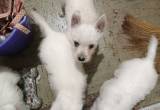 Pomeranian Westie Puppies