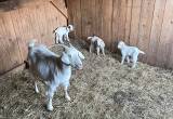 Kiko goats with kids