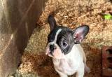 French Bulldog pups for sale