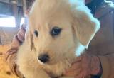 Livestock guardian puppies for sale