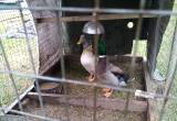 Pair Of Ducks For Sale