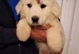 AKC Great Pyrenees puppies