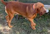AKC bloodhound stud