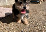 Adorable Yorkie Pup