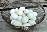 Anacona Duck Eggs