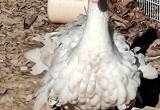 Sebastopol Geese for sale