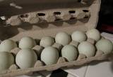 Indian Runner Duck Eggs for Hatching