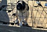 Anatolian Shepherd puppies