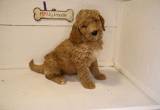 F1BB Goldendoodle $400 Picked Up