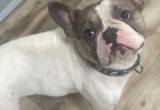 Male French Bulldog