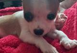 Chihuahua puppy, tiny Valentine gift