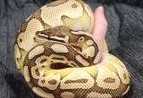 Proven Breeder Pastel Lesser Redhead BP