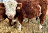 scottish highland X bull calf