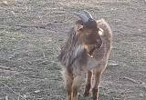 Nigerian Dwarf Goats Two Bucks