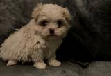 Shih-Poo puppies for sale