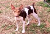 Hunting Rat Terrier male 5 months