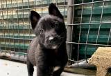 Dutch Shepherd pups For Sale