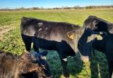 Replacement Heifers - For Sale