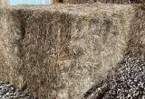 Square bale hay for sale (orchardgrass)