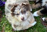 Australian Shephered puppy