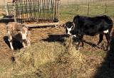 mini cow/ calf