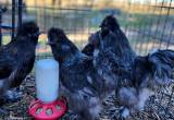 Blue Silkie roosters. Buy one, get one