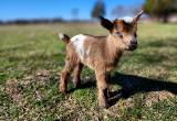 ADGA Nigerian Dwarf bucklings