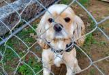 male cocker spaniel