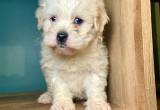 bichon poodle mix