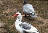 4 meat ducks muscovy males