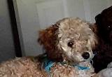 Toy poodle REDUCED